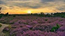 Heidelandschaft Drouwenerzand in Holland
