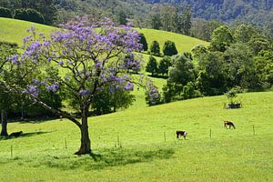 Jacaranda