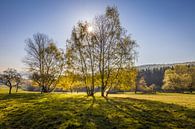 Frühlingsmorgen im Taunuswald van Christian Müringer thumbnail