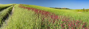 Landschaft um Pienza von Walter G. Allgöwer