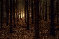 Fairy Forest