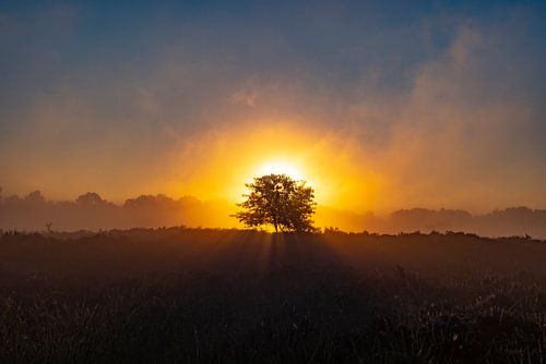 De Drentse heide tijdens zonsopkomst
