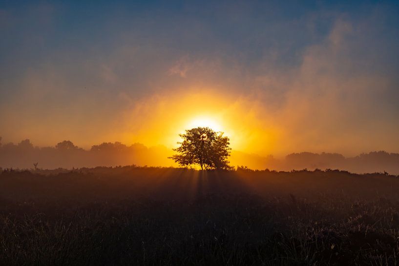 The Drentse heath during sunrise by Gert Hilbink