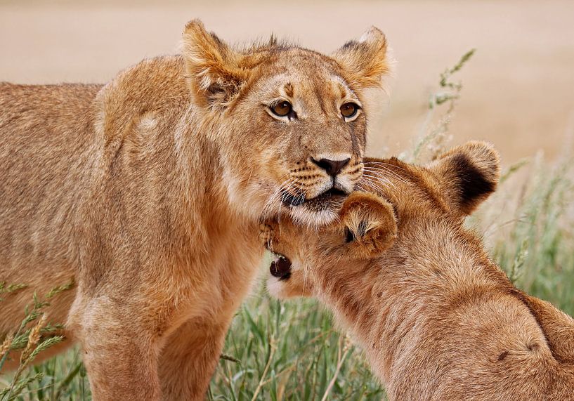 Liebevolle Löwen - Afrika wildlife van W. Woyke