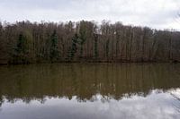 Ruhiger kleiner See mitten im Wald unter grauem Himmel