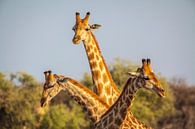 Giraffe (Giraffa camelopardalis) driedubbel portret van Chris Stenger thumbnail