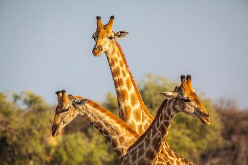 Giraffe (Giraffa camelopardalis) driedubbel portret
