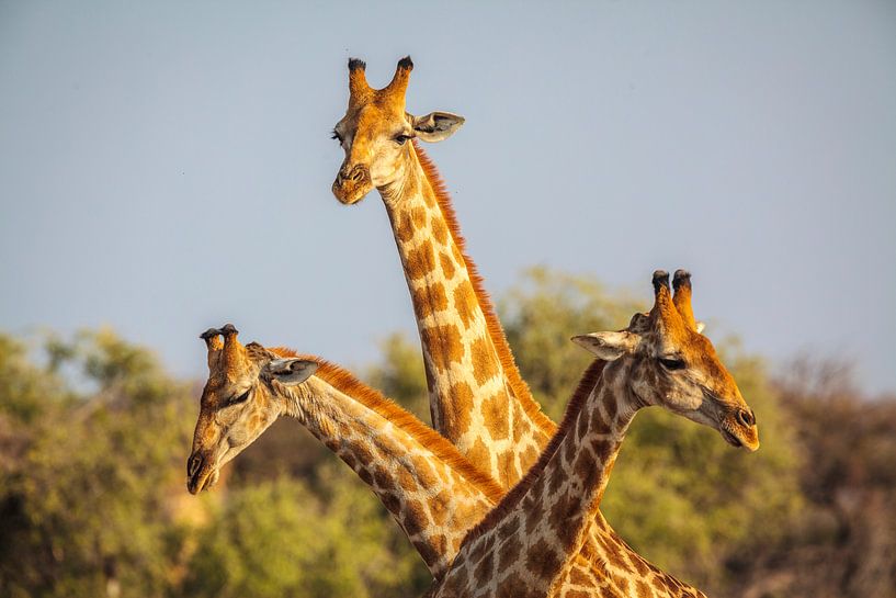 Girafe (Giraffa camelopardalis) triple portrait par Chris Stenger