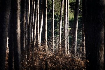Het mysterie van het bos in de winter van Rene  den Engelsman