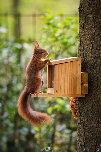 Eekhoorn, Sciurus vulgaris