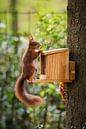 Eekhoorn, Sciurus vulgaris van Sara in t Veld Fotografie thumbnail