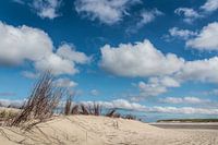 Texel