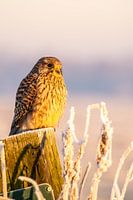 torenvalk vrouw