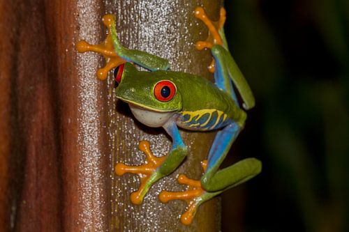Red-eyed Macro Frog