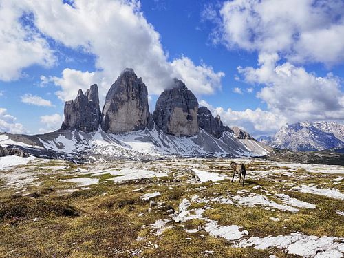 Spectaculaire bergfoto van de beroemde Drie Toppen in de Dolomieten - een tijdloos motief voor alle bergliefhebbers. Heldere structuren, indrukwekkende rotswanden en de onmiskenbare alpine achtergrond maken van deze foto het hoogtepunt van elke muur.
