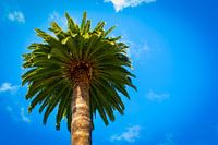 Palmboom