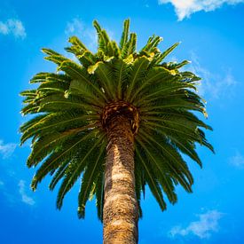 Palm tree by Onno van Kuik