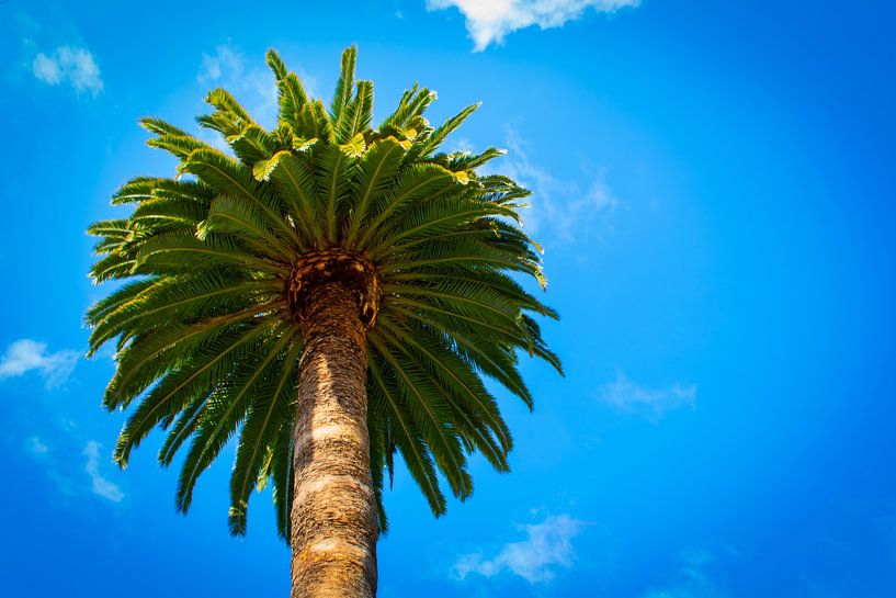 Palm tree by Onno van Kuik