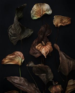 nature morte d'anthuriums séchés