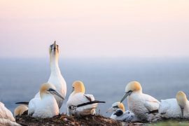 Gannets at Sunset: Rest on the Coast by Ruben Van Dijk