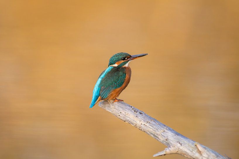 Eisvogel von Michel Van Giersbergen