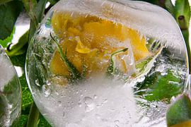 Yellow rose in ice ball by Marc Heiligenstein