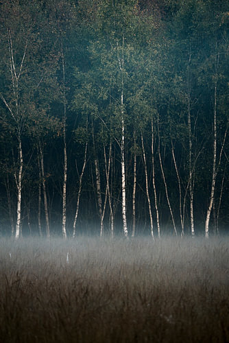 A birch forest shrouded in a gentle mist, with deep green hues