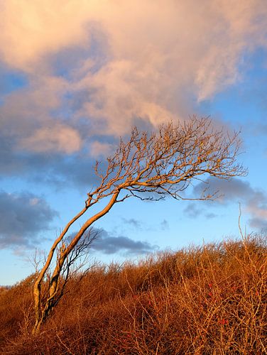 Wind escaper