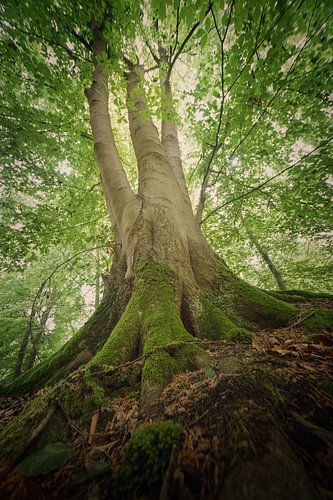 De Wachter van het Bos