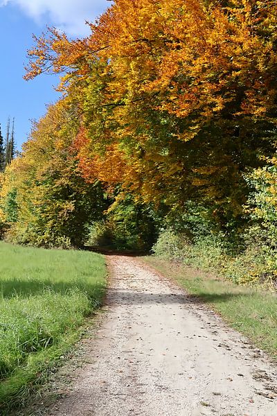 Autumn trees by Seli