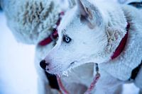 Husky_ready_to_go