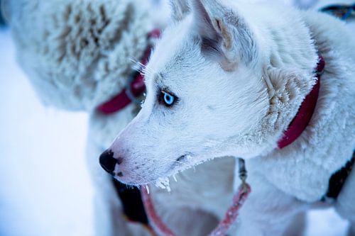 Husky_ready_to_go