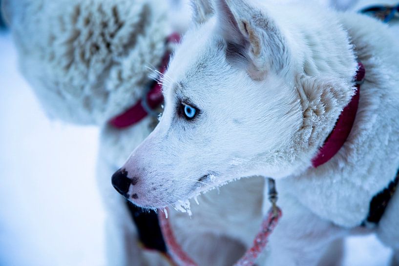 Husky_ready_to_go by jaap vegter
