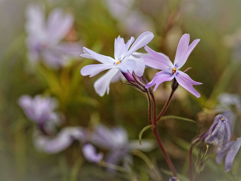 Phlox von Rob Boon