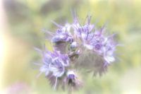 Phacelia in pastel
