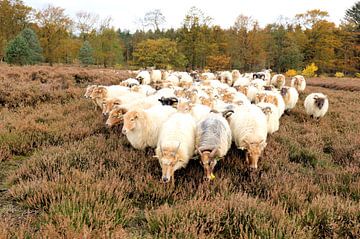 Kudde schapen van Henk Katuin