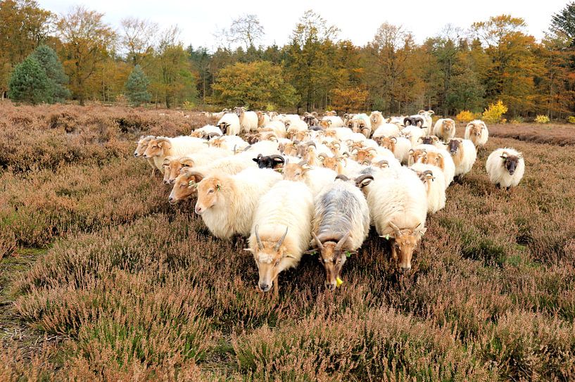 Kudde schapen van Henk Katuin