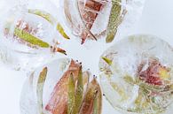 Plant rood en groen in kristalhelder ijs 3 van Marc Heiligenstein thumbnail