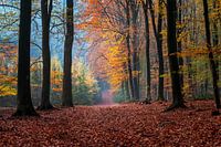 Speulderbos - 4