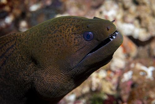 Moray eel @ Komodo, Indonesia