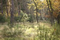 Wald