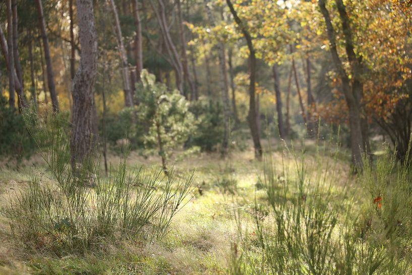 Forest by Ewan Mol