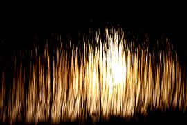 Abendsonne durch Schilf von Hans van Oort