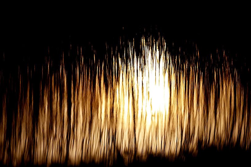 Evening sun through reeds by Hans van Oort