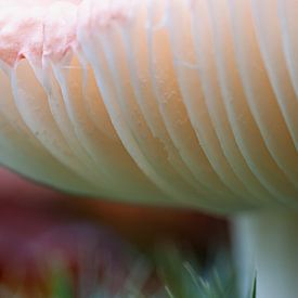 Agaric tue-mouches sur Adri Rovers