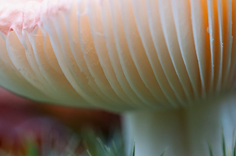 Fly agaric by Adri Rovers