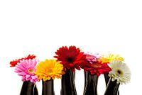 De schoonheid van de Gerbera