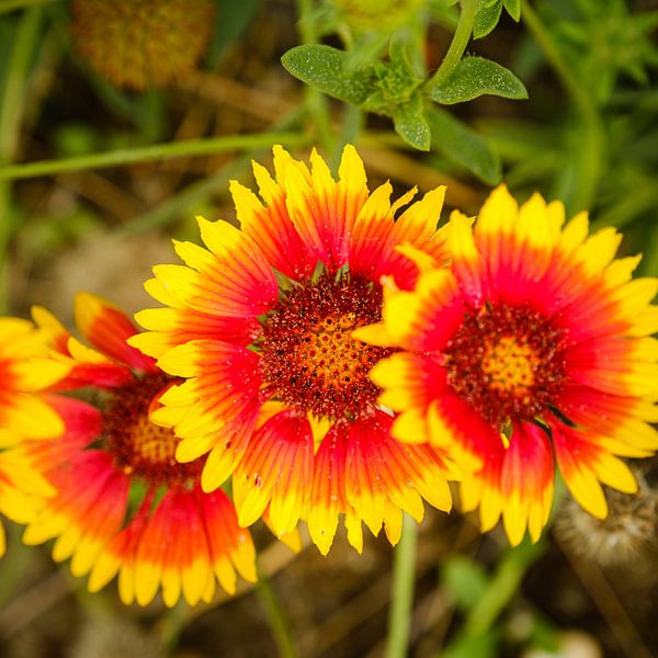 Gaillardia von Johan Vanbockryck