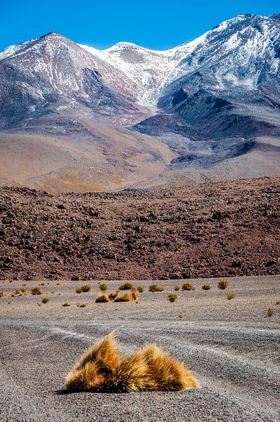 Steppe mit Anden Grasbüscheln von Alex Neumayer