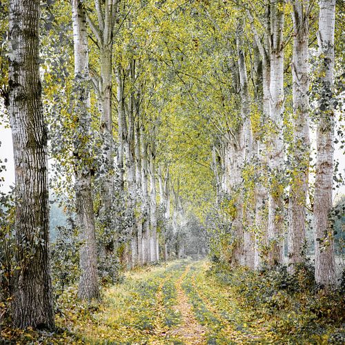 Brabantse populierenlaan tijdens de herfst.